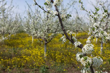 Çiçek açan erik ağacı yakın plan. Bahar beyaz çiçekleri.