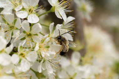 Çiçek açan erik ağacı yakın plan. Bahar beyaz çiçekleri.