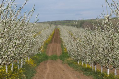 Çiçek açan erik ağacı yakın plan. Bahar beyaz çiçekleri.