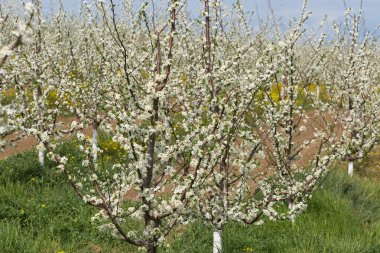 Çiçek açan erik ağacı yakın plan. Bahar beyaz çiçekleri.