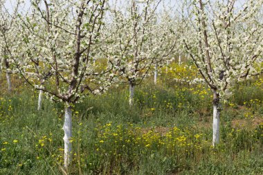 Çiçek açan erik ağacı yakın plan. Bahar beyaz çiçekleri.