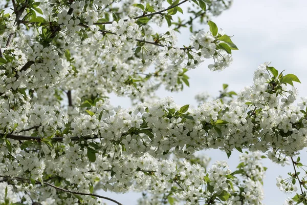 Bílé Květy Třešně Sadu Jaře — Stock fotografie