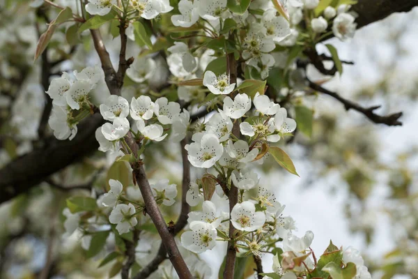 Грушевое Дерево Цветет Крупным Планом Белый Цветок Груши Naturl Фоне — стоковое фото
