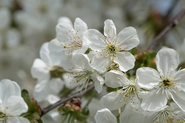 Bílé Květy Třešně Sadu Jaře — Stock fotografie