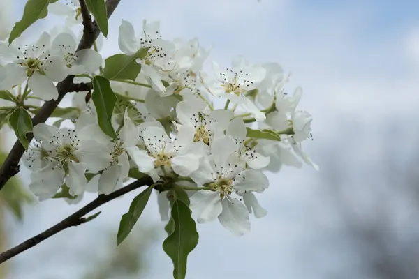 Bílé Květy Třešně Sadu Jaře — Stock fotografie