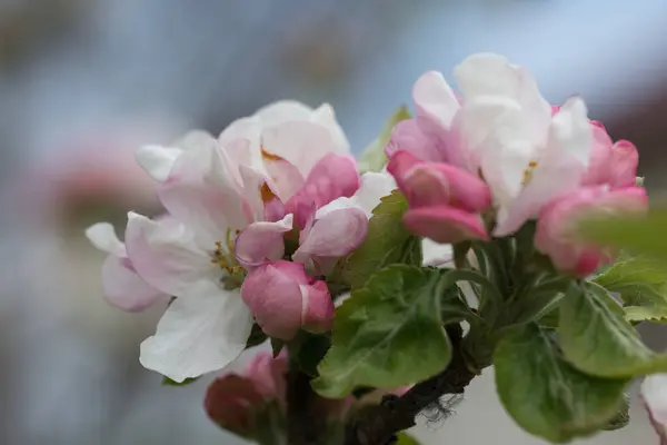 Kvetoucí Růžový Jablečný Sad Jaře Větev Květy Kvetoucího Jabloně — Stock fotografie