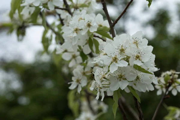 Flor Árbol Pera Primer Plano Flor Pera Blanca Sobre Fondo — Foto de Stock