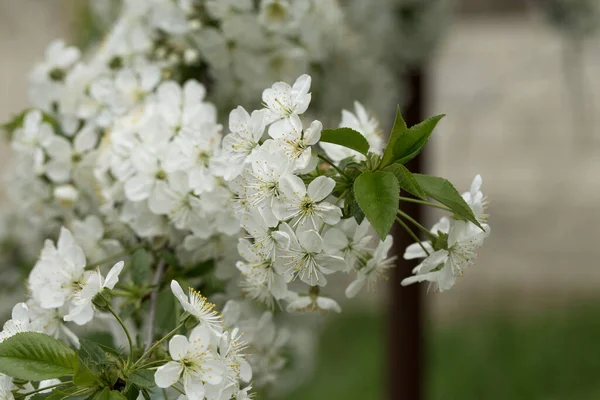 Белые Цветы Вишни Саду Весной — стоковое фото