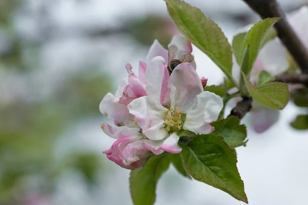 Цветущий Розовый Яблоневый Сад Весной Ветвь Цветами Цветущей Яблони — стоковое фото