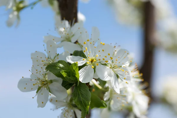 Rozkvetlý Švestkový Strom Jarní Bílé Květy — Stock fotografie