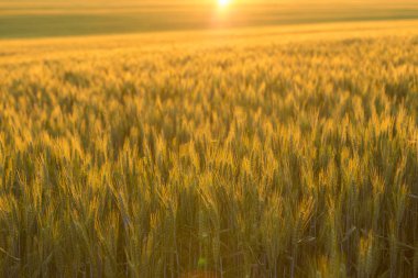 Olgunlaşan buğday tarlası ve güneş ışığının arka planı. Ekin tarlası. Seçici odak