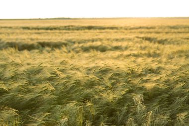 Olgunlaşan buğday tarlası ve güneş ışığının arka planı. Ekin tarlası. Seçici odak