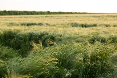 Olgunlaşan buğday tarlası ve güneş ışığının arka planı. Ekin tarlası. Seçici odak