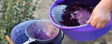 Şarap üreticisi varillere taşınmak için üzüm suyu döker..