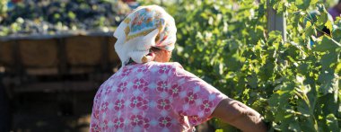 Üzüm bağından üzüm toplayan çiftçiler. Sonbahar hasadı.