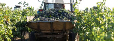 Bastırmak için üzüm dolu büyük bir depo. Geleneksel şarap yapma tekniği..