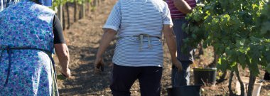 Üzüm bağından üzüm toplayan çiftçiler. Sonbahar hasadı.