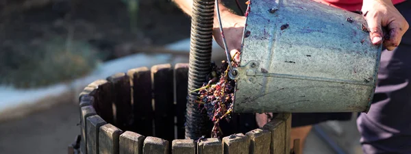 Enólogo Vierte Materias Primas Prensa Producción Vinos Tradicionales Italianos Trituración — Foto de Stock