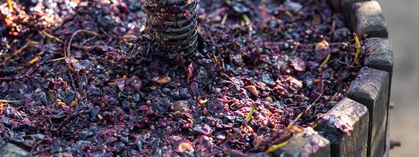 Prensa Vino Con Mosto Rojo Tornillo Helicoidal Producción Vinos Tradicionales —  Fotos de Stock