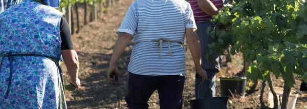Üzüm bağından üzüm toplayan çiftçiler. Sonbahar hasadı.