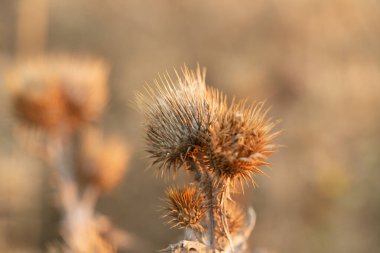 Şafak güneşinde dikenli devedikeni. Tarlada kurumuş çiçeklerin güzel silueti.