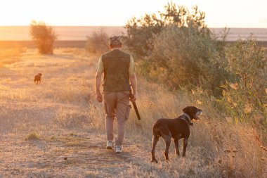 Silahlı bir avcı ve evcil köpekleri. Bir spanyel ve bir Alman telli işaret ejderhası bir sülün arıyor..