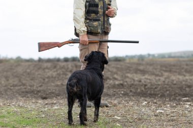 Silahlı bir avcı ve evcil köpekleri. Bir spanyel ve bir Alman telli işaret ejderhası bir sülün arıyor..