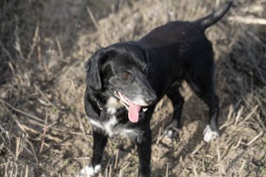 Safkan bir spanyel av köpeği av köpeği av peşinde..