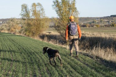 Silahlı bir avcı ve evcil köpekleri. Bir spanyel ve bir Alman telli işaret ejderhası bir sülün arıyor..