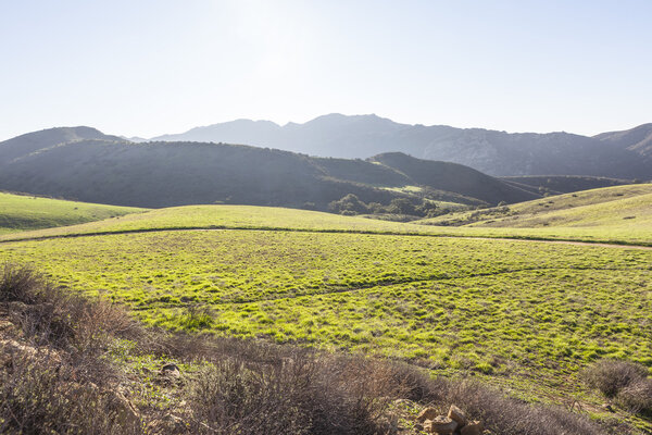 Калифорнийский луг
