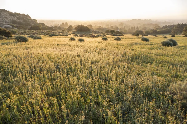 San Fernando Valley Fiddleneck 野生の花の草原 — ストック写真