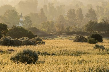 Altın Misty Meadow sabah