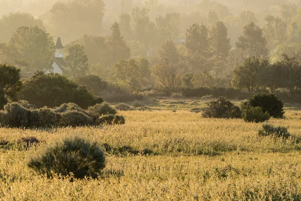 Golden Misty Meadow ráno — Stock fotografie