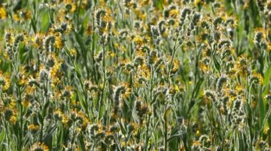 Fiddleneck kır çiçekleri zaman atlamalı Güney Kaliforniya'da