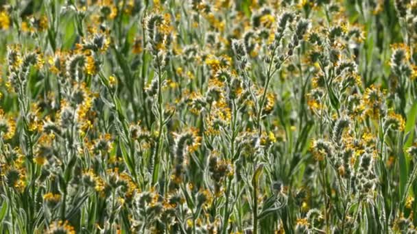 南カリフォルニアの Fiddleneck の野生の花の時間の経過 — ストック動画