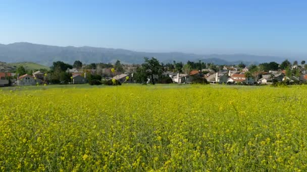 Suburban Wild Mustard Meadow cerca de Los Ángeles — Vídeo de stock