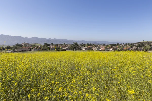Suburban Wild Mustard Meadow perto de Los Angeles — Fotografia de Stock
