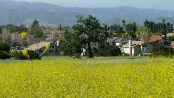 Suburban Wild Mustard Meadow near Los Angeles — Stock Video