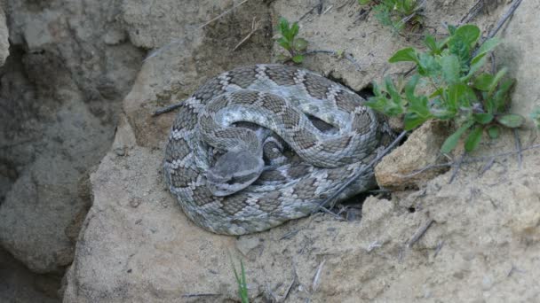 Serpiente de cascabel — Vídeo de stock