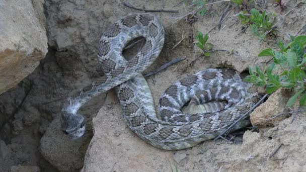 Western Diamondback Rattlesnake — Stock Video