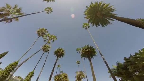 Beverly Hills Palm Trees — Stock Video