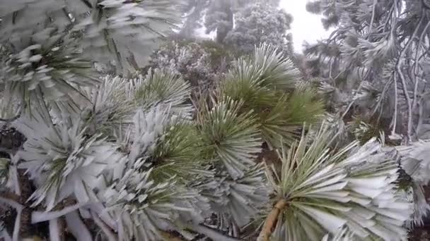 Floresta congelada — Vídeo de Stock