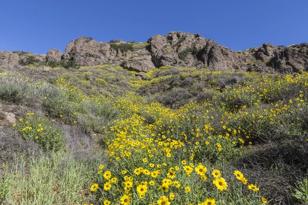 Wild Bush zonnebloemen in Thousand Oaks, Californië. — Stockfoto