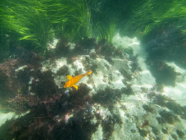 Garibaldi subaquático — Fotografia de Stock