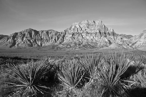 Nevada pískovec a yuccas — Stock fotografie