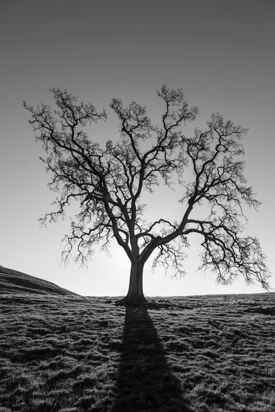 Silhueta sem folhas de carvalho solitário — Fotografia de Stock