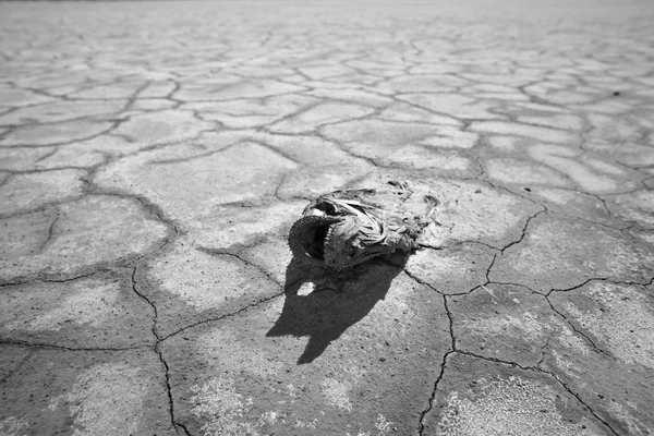 Sécheresse en Californie en noir et blanc — Photo