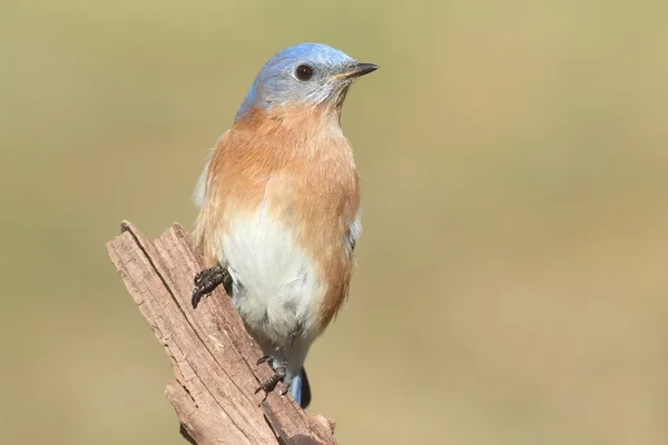 Manliga östra bluebird — Stockfoto