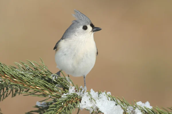 Titmouse en nieve Imágenes de stock libres de derechos