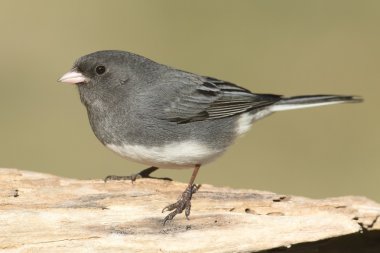 Junco kütük üstünde